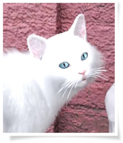 The cat from TGIF